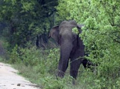 കാട്ടാന ആക്രമണം; കടുവാ സെൻസസിന് പോയ വനംവകുപ്പ് ജീവനക്കാരൻ കൊല്ലപ്പെട്ടു Elephant Attack