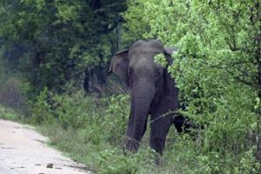 Elephant Attack Elephant Attack