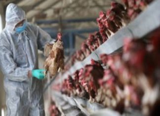 കേരളത്തിൽ വീണ്ടും പക്ഷിപ്പനി; ആലപ്പുഴയിലും കോട്ടയത്തും രോഗബാധ Flu