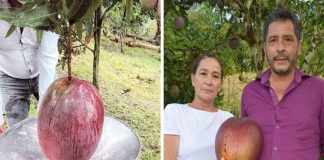 4.25 കിലോഗ്രാം ഭാരം, ലോകത്തെ ഏറ്റവും വലിയ മാങ്ങ ലാറ്റിനമേരിക്കയിൽ! worlds-heaviest-mango