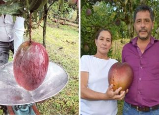 worlds-heaviest-mango