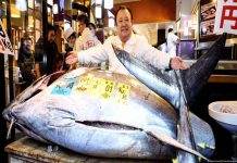 എന്റമ്മോ എന്തൊരു വലിപ്പം! 29.24 കോടി രൂപയ്ക്ക് ലേലത്തിൽ വിറ്റുപോയ മൽസ്യം atlantic bluefin tuna