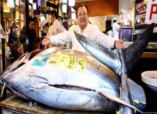 atlantic bluefin tuna