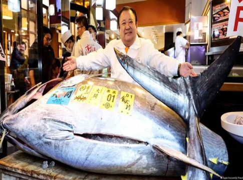 atlantic bluefin tuna