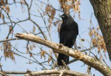 കണ്ണൂരിൽ പക്ഷിപ്പനി സ്ഥിരീകരിച്ചു; കണ്ടെത്തിയത് കാക്കയിൽ bird flu virus in kerala