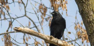 bird flu virus in kerala