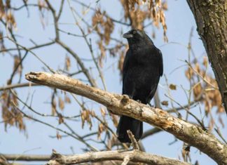 bird flu virus in kerala