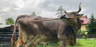 ചൊറി വന്നാൽ പിന്നെ സഹിക്കാൻ പറ്റുമോ! വിചിത്ര ശീലവുമായി വെറോണിക്ക Veronika Cow