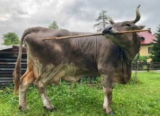 ചൊറി വന്നാൽ പിന്നെ സഹിക്കാൻ പറ്റുമോ! വിചിത്ര ശീലവുമായി വെറോണിക്ക Veronika Cow