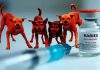 Fake Rabies Vaccines Circulating in India
