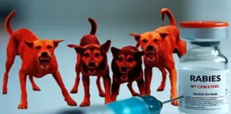 Fake Rabies Vaccines Circulating in India