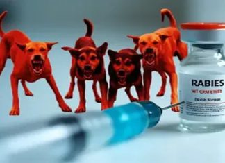 കുത്തിവെപ്പ് എടുത്തിട്ടും മരണം; രാജ്യത്ത് വ്യാജ പേവിഷ വാക്സിൻ വ്യാപകം, ഇടപെട്ട് കേന്ദ്രം Fake Rabies Vaccines Circulating in India