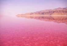 തറയിൽ വീണ റോസാപൂക്കളോ! പിങ്ക് നിറത്തിൽ വിസ്മയമായി മഹർലൂ തടാകം Maharloo Lake