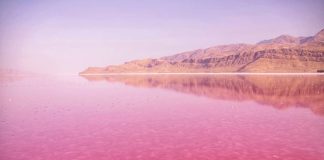 തറയിൽ വീണ റോസാപൂക്കളോ! പിങ്ക് നിറത്തിൽ വിസ്മയമായി മഹർലൂ തടാകം Maharloo Lake