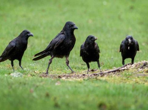 പായം പഞ്ചായത്തിൽ കാക്കകൾ ചത്ത നിലയിൽ; പക്ഷിപ്പനി ആശങ്കയിൽ നാട് Crow