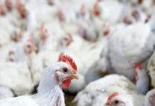 Saudi Arabia Bans Poultry Imports