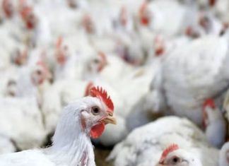 Saudi Arabia Bans Poultry Imports