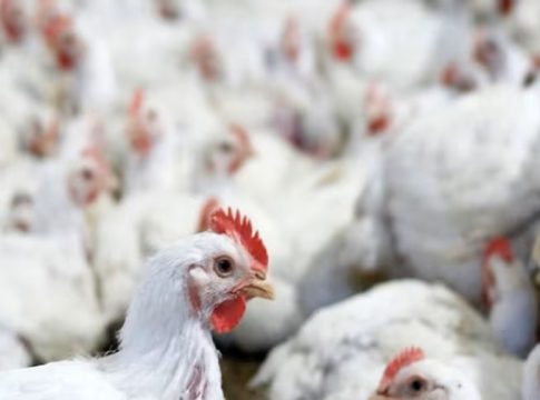 Saudi Arabia Bans Poultry Imports