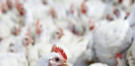 Saudi Arabia Bans Poultry Imports