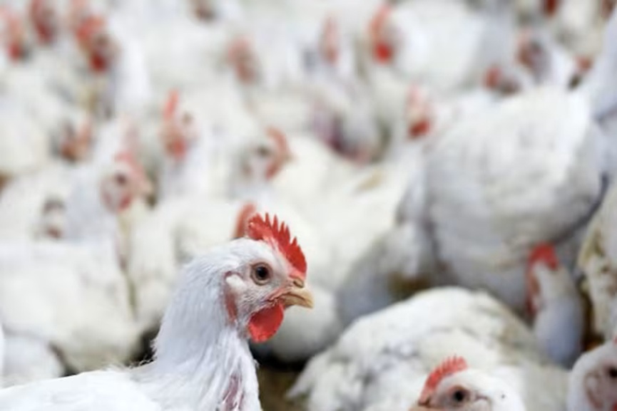 Saudi Arabia Bans Poultry Imports Saudi Arabia Bans Poultry Imports
