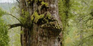 gran abuelo (great grandfather)