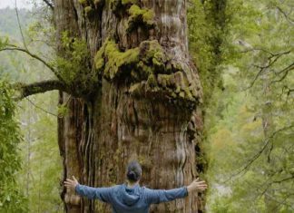 gran abuelo (great grandfather)