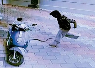 snake bite incident in nadapuram