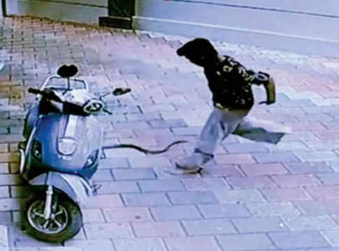 snake bite incident in nadapuram
