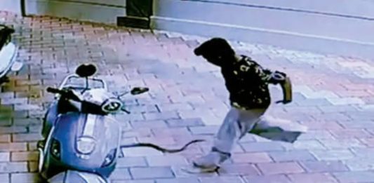 snake bite incident in nadapuram