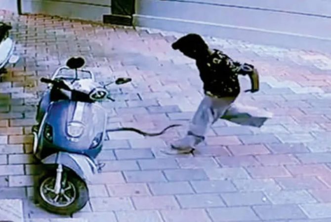 snake bite incident in nadapuram