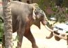 Elephant Attack