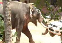Elephant Attack