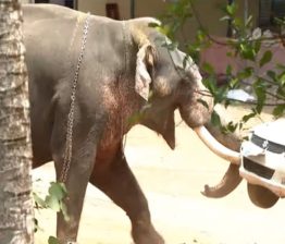 Elephant Attack