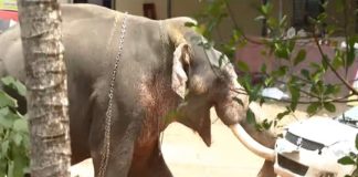 Elephant Attack