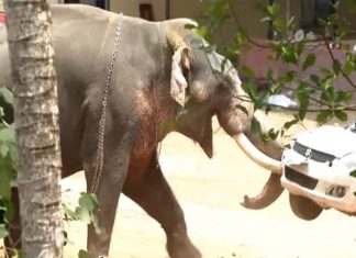 അങ്കമാലിയിൽ ആന ഇടഞ്ഞു; യുവാവിനെ ചവിട്ടിക്കൊന്നു, പാപ്പാനും പരിക്ക് Elephant Attack