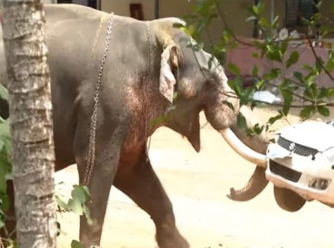 Elephant Attack
