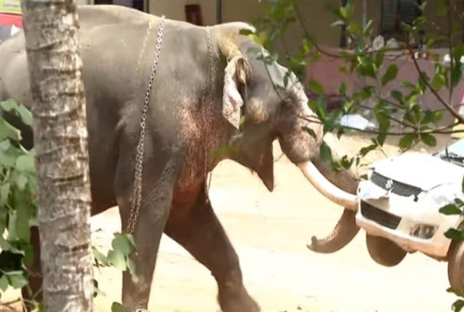 Elephant Attack
