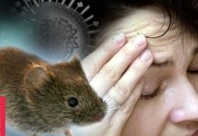 Hanta Virus Outbreak on Cruise Ship