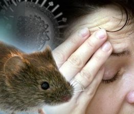 Hanta Virus Outbreak on Cruise Ship