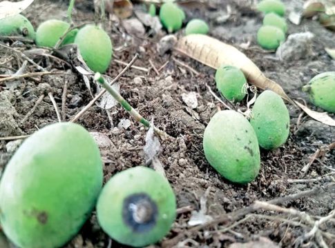 റോഡിൽ വീണ മാങ്ങ എടുക്കല്ലേ, പിടിവീഴും! ഇന്ത്യക്കാരിയുടെ വീഡിയോ വൈറലാകുന്നു mango