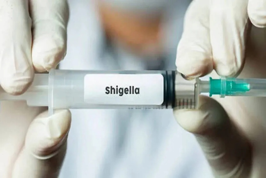 shigella shigella
