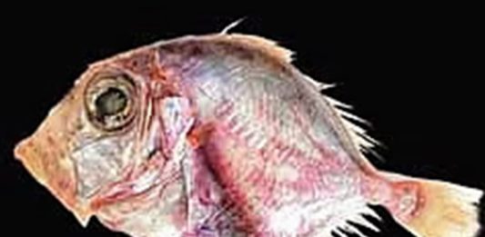 Indian Dory Fish