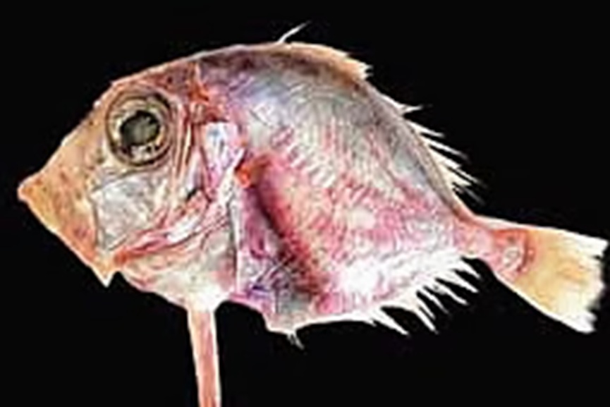 Indian Dory Fish Indian Dory Fish