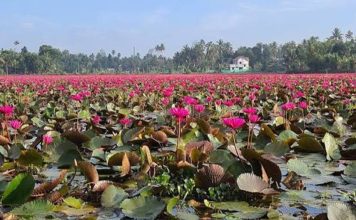 മനംമയക്കും മനോഹാരിത; പറാൽ പാടശേഖരത്ത് പിങ്ക് വസന്തം Paraal Changanacherry