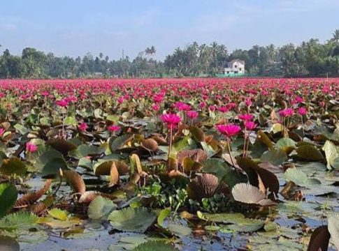മനംമയക്കും മനോഹാരിത; പറാൽ പാടശേഖരത്ത് പിങ്ക് വസന്തം Paraal Changanacherry