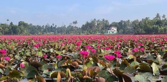 മനംമയക്കും മനോഹാരിത; പറാൽ പാടശേഖരത്ത് പിങ്ക് വസന്തം Paraal Changanacherry