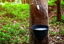 റബറിന്റെ താങ്ങുവില 250 രൂപയായി വർധിപ്പിച്ച് ഉത്തരവിറക്കി Rubber Farming