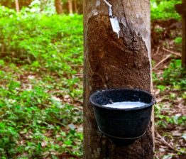 റബറിന്റെ താങ്ങുവില 250 രൂപയായി വർധിപ്പിച്ച് ഉത്തരവിറക്കി Rubber Farming
