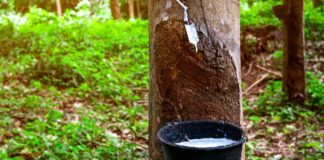 റബറിന്റെ താങ്ങുവില 250 രൂപയായി വർധിപ്പിച്ച് ഉത്തരവിറക്കി Rubber Farming