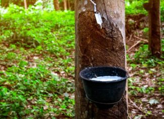 റബറിന്റെ താങ്ങുവില 250 രൂപയായി വർധിപ്പിച്ച് ഉത്തരവിറക്കി Rubber Farming